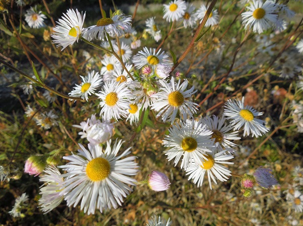 asters blancs