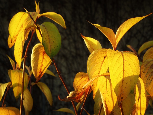 balade d'automne et feuillages dorés