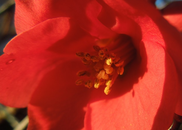 fleur de cognasier