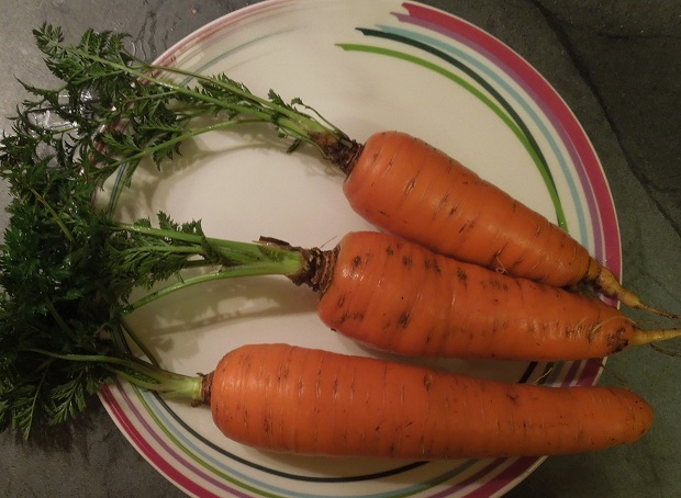 carottes du potager
