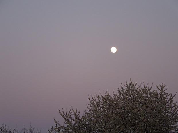 lever de lune sur les cerisiers
