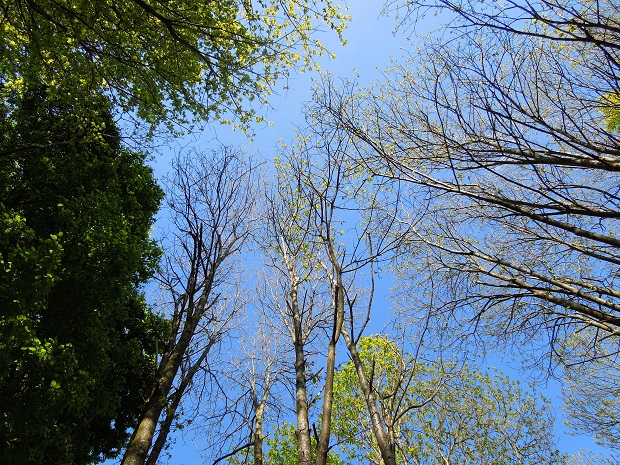 ciel bleu et arbres