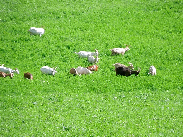 Les chèvres du village dans la prairie