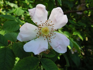 Fleur d'églantier (cynorhodon)