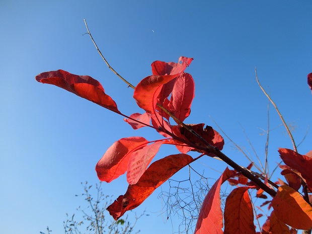 feuilles rouges automne