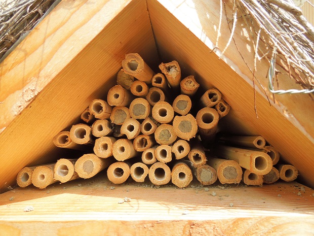 Bambous obturés par les abeilles sauvages osmies cornues