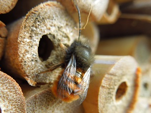 Osmie cornue mâle abeilles sauvages solitaires