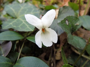 Violette blanche