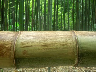La bambouseraie d'anduze