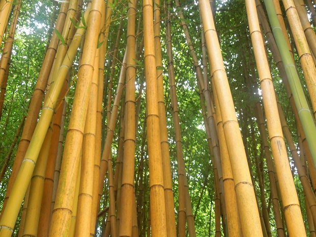 forêt de bambous jaunes