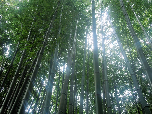 forêt de bambous