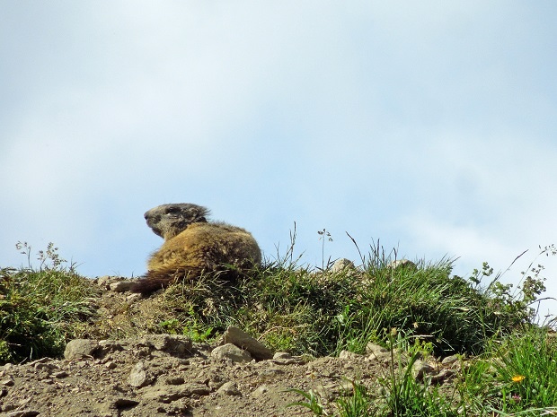 une marmotte